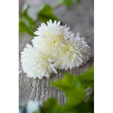 Bouquet 6 Dahlias Blanc